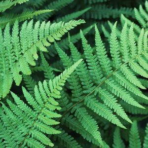 Meet your Posher, Anderson